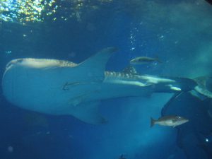 【番外編】5月某日　研修旅行で沖縄へ