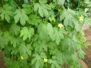 グリーンカーテン