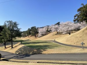 サートンホーム⛳部だより～さくら満開でした！